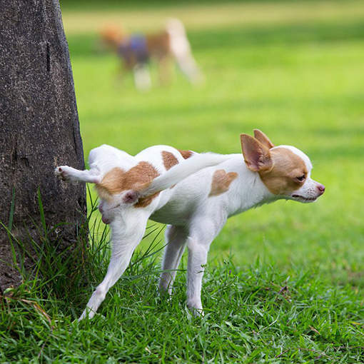 Pet com dificuldade para urinar no post sobre infecção urinária.