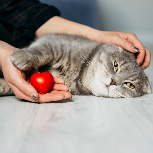 Gato em avaliação cardíaca para post no blog da Unicare.