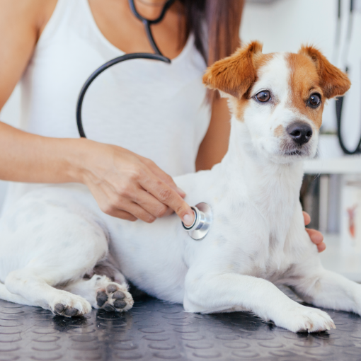 Cão em avaliação cardóaca para post no blog da Unicare. 