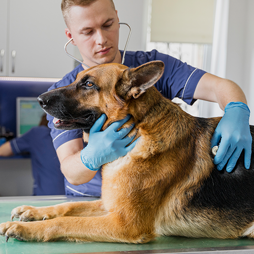 imagem de cão em exame de rotina para hipertensão