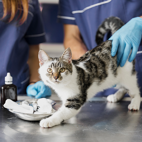 imagem de gato em preparação de exame de  rotina para hipertensão